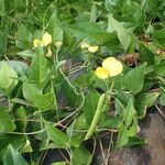 Vigna luteola Alia