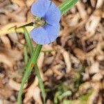 Commelina ensifolia 花