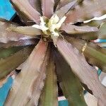 Cryptanthus acaulis 葉