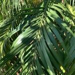 Syagrus comosa Hoja