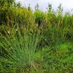 Juncus effusus عادت داشتن