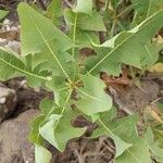 Sonchus pinnatifidus Folio