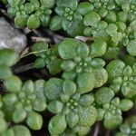 Sedum litoreum Blatt