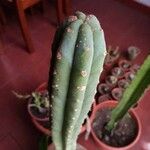 Echinopsis lageniformis Corteza