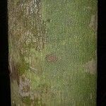 Chrysophyllum durifructum 树皮