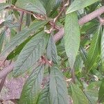 Cotoneaster salicifolius Blad