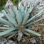 Agave macroacantha Агульны выгляд