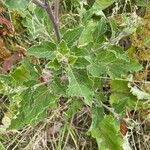 Arctium tomentosum Листок