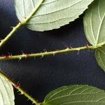 Rubus leightonii Other