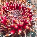 Melocactus matanzanus Blatt