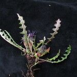 Saussurea taraxacifolia موطن