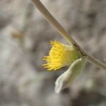 Inula verbascifolia Flower