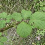 Rubus ulmifolius पत्ता