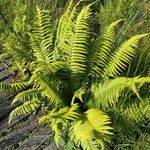 Dryopteris oreades Blad