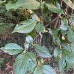 Clethra alnifolia Hoja