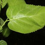 Morus celtidifolia Blatt
