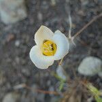 Calochortus leichtlinii Flower