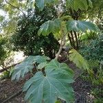 Tetrapanax papyrifer Habitus