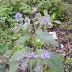 Borago officinalis 整株植物