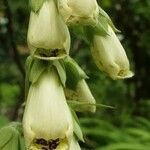 Digitalis grandiflora Flower