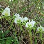 Angraecum eburneum Flower