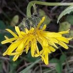 Scorzonera hispanica Blüte