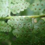 Microlepia speluncae Leaf