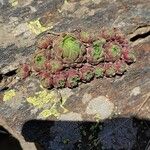 Sempervivum minutum Hoja