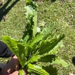 Plantago rugelii Folha