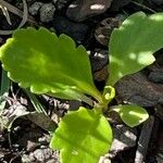 Primula mistassinica Leaf