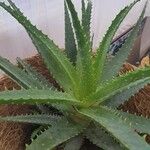 Aloe × spinosissima Hoja