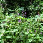 Brillantaisia lamium Habit
