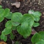 Hepatica nobilis Leaf