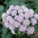 Angelica sylvestris Blüte