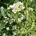 Crambe tataria Kvet