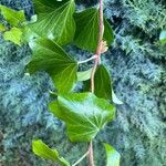 Hedera colchicaBlad