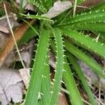 Eryngium paniculatum Лист