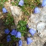 Campanula cochleariifoliaBlüte