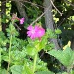 Silene pendula Lorea