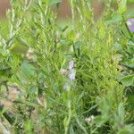 Dicliptera cernua फूल