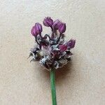 Allium scorodoprasum Цвят