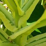 Nicotiana tomentosa Corteccia