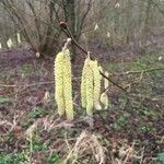 Corylus avellana Foglia