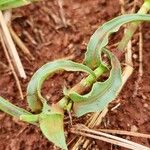 Commelina reptans ഇല