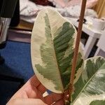 Ficus elastica List