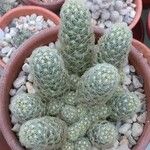 Mammillaria elongata Ліст