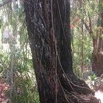 Callistemon viminalis Bark