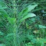 Equisetum telmateiaЛист