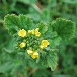 Sinapis arvensis Fula