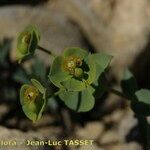 Euphorbia minuta Квітка